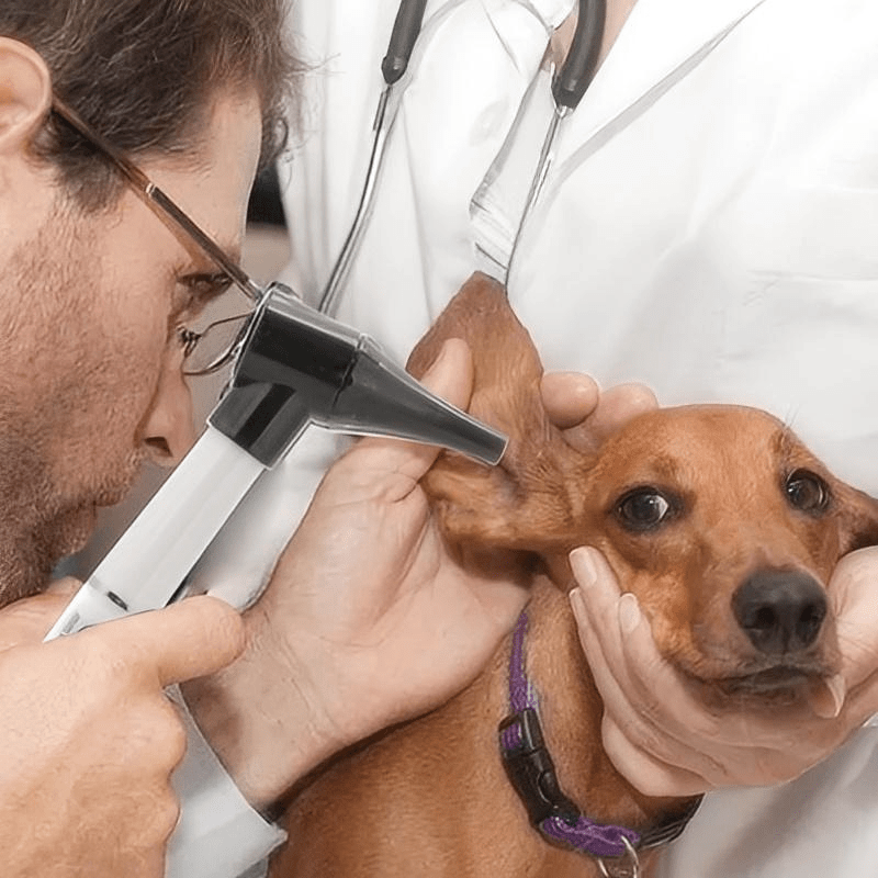 Otoscopio veterinario: un ojo experto en los oídos de su mascota