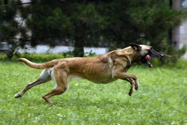 Llavero Malinois personalizado: Una joya única y elegante