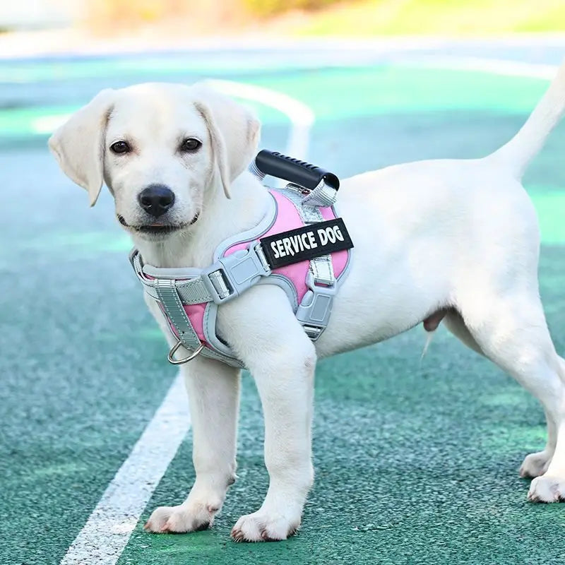 Harnais pour Chien H2U : Le Compagnon Idéal de Vos Balades !