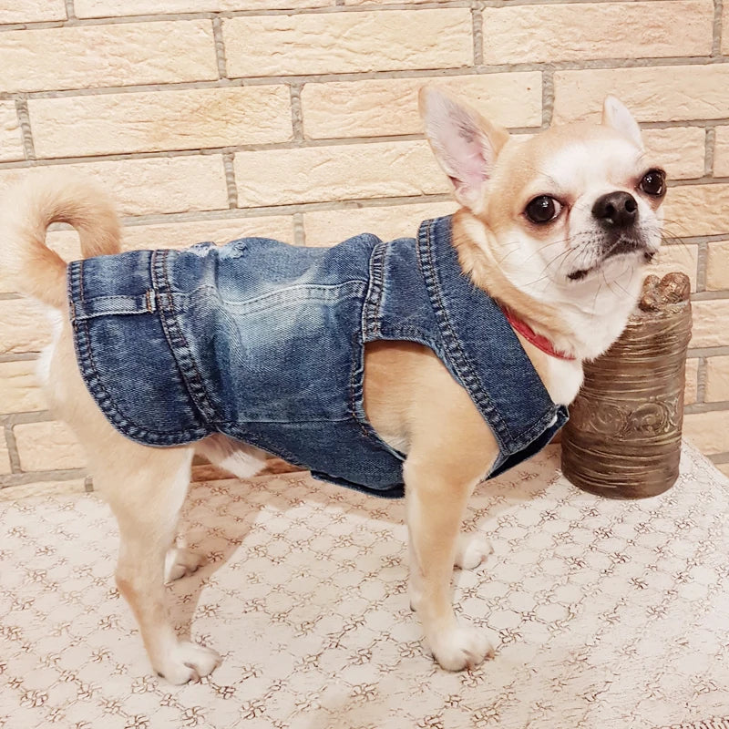 Vestes en jean pour chiens : le style intemporel