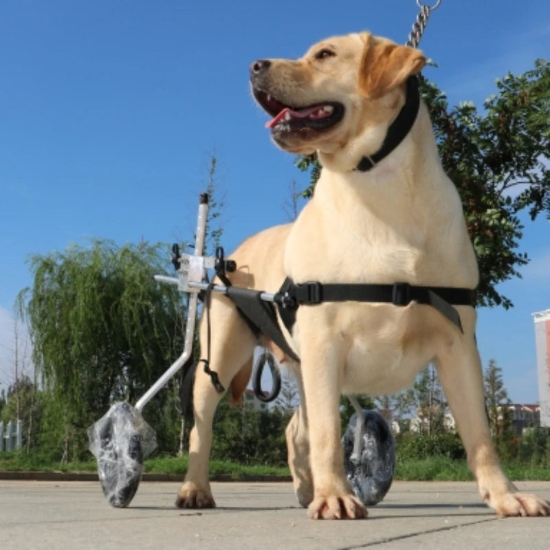 Fauteuil Roulant pour Chien : Redonnez de la Mobilité à Votre Compagnon