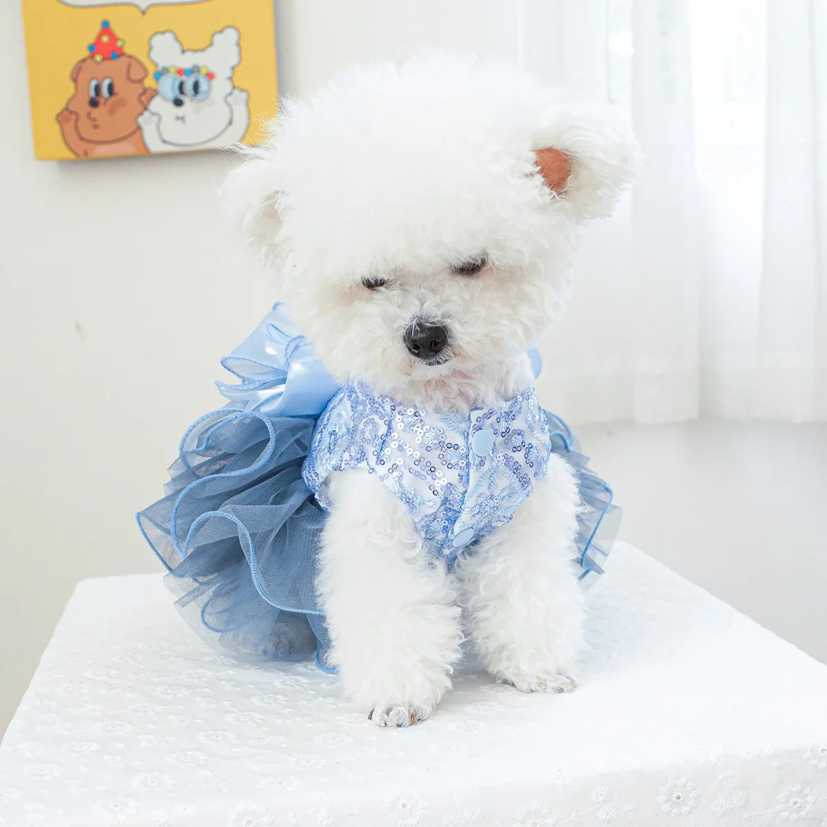 Robe Tulle bleu et étoiles : l'élégance à la chienne