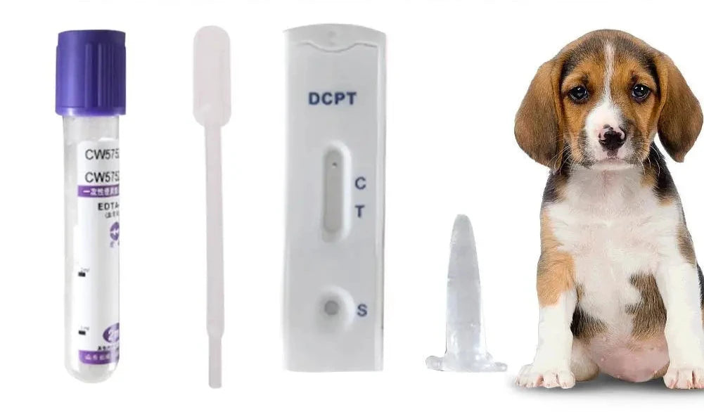 Kit de prueba de embarazo para perros: preciso y fácil de usar