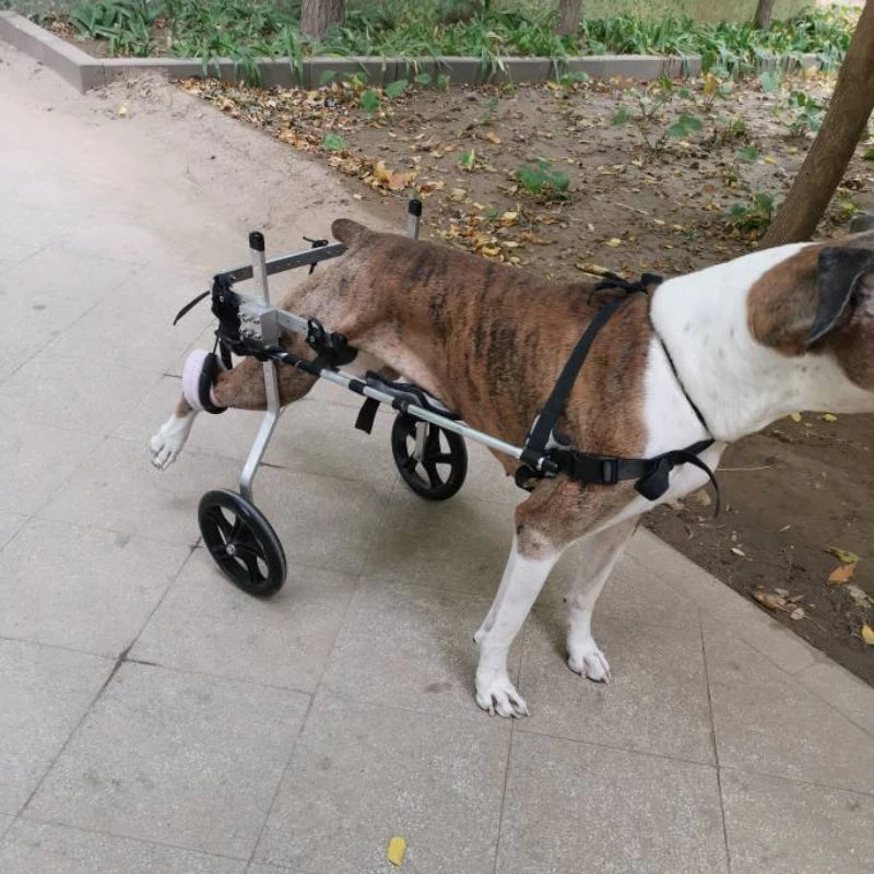 Fauteuil Roulant pour Chien : Redonnez de la Mobilité à Votre Compagnon