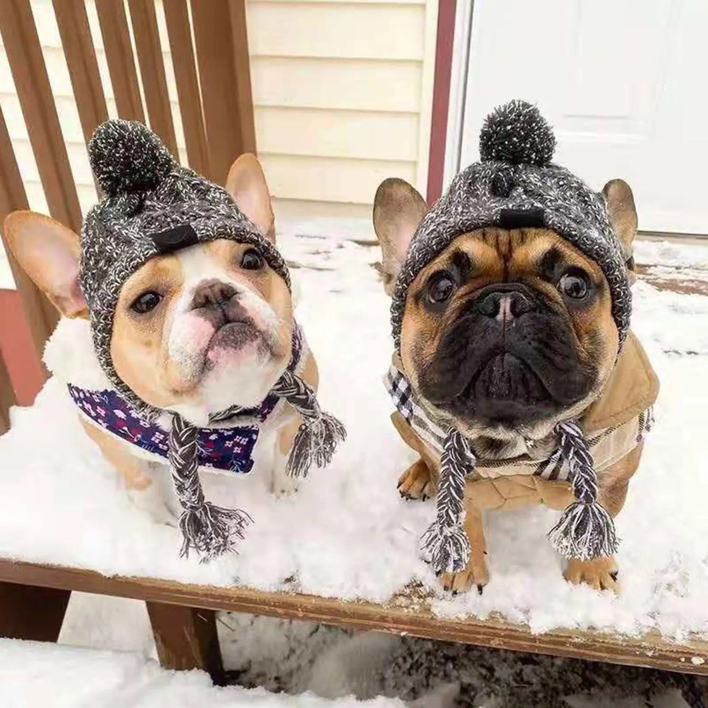 Chapeau d'Hiver Tricoté pour Chien : Le Must-Have Pour les Jours Frais!