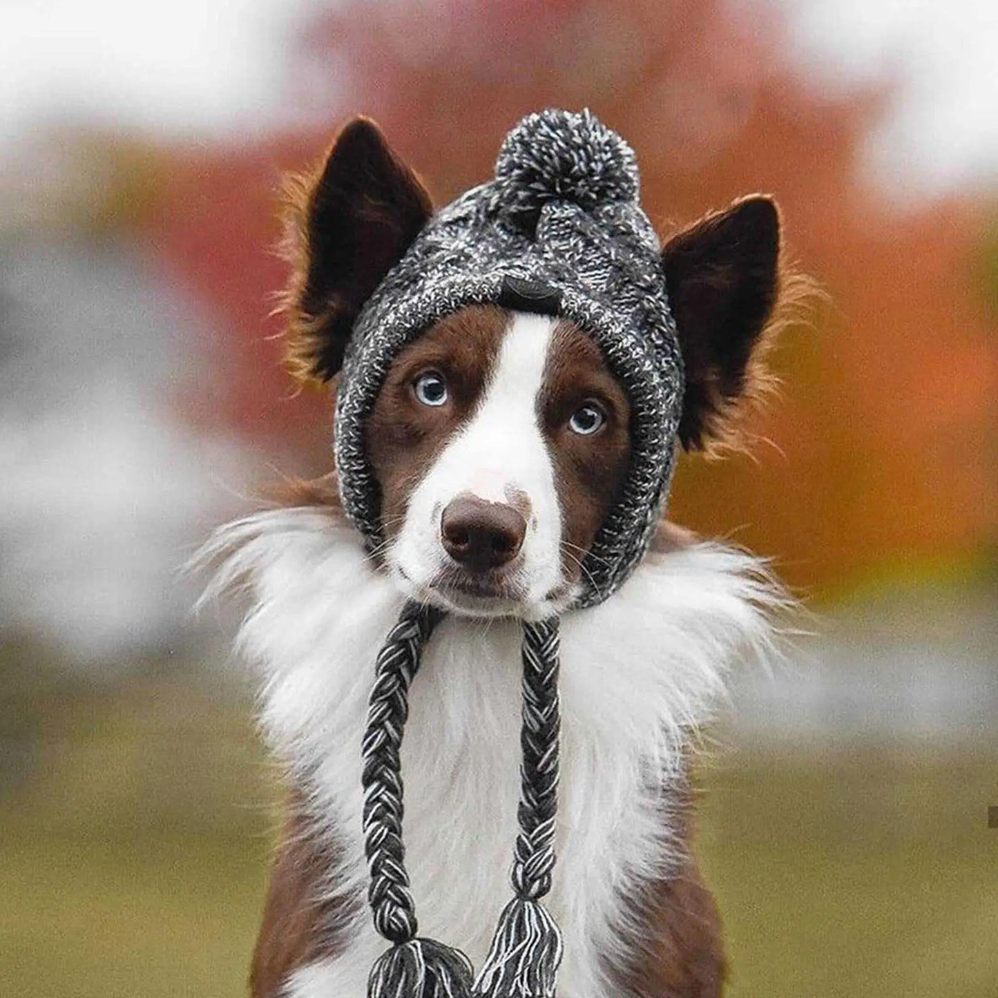 Chapeau d'Hiver Tricoté pour Chien : Le Must-Have Pour les Jours Frais!