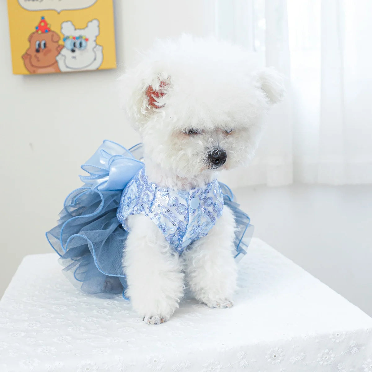 Robe Tulle bleu et étoiles : l'élégance à la chienne