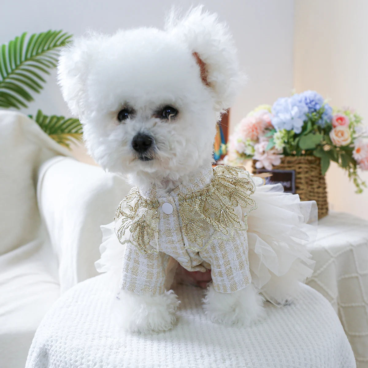 Robe de mariée pour chien : Pour les princesses les plus glamour !