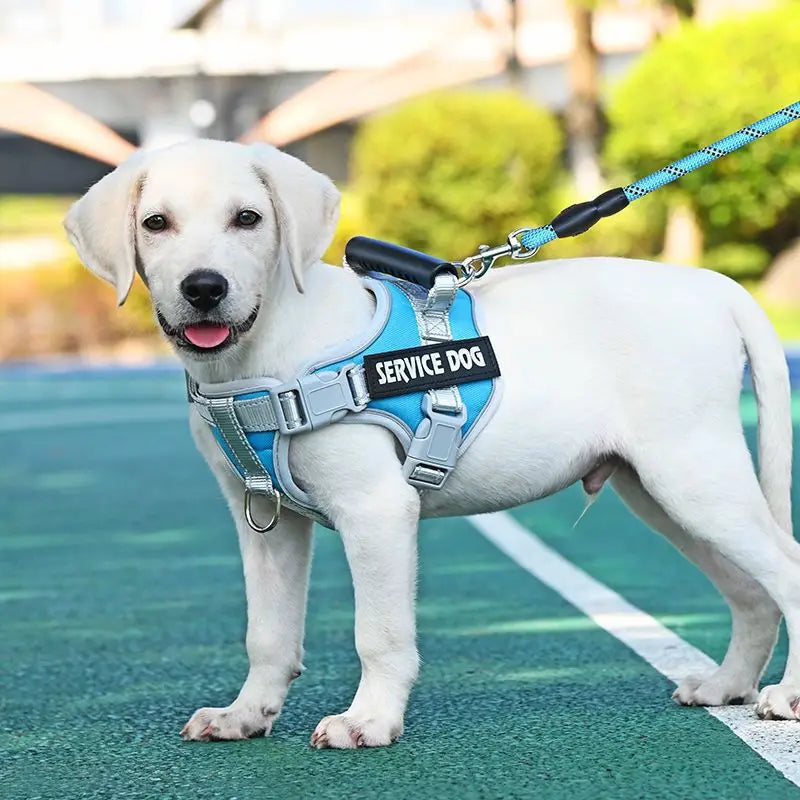 Harnais pour Chien H2U : Le Compagnon Idéal de Vos Balades !