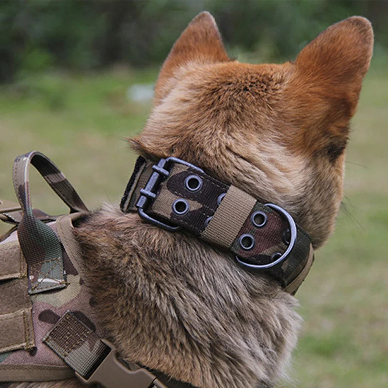 El collar perfecto para paseos nocturnos: máxima visibilidad y resistencia a la intemperie.