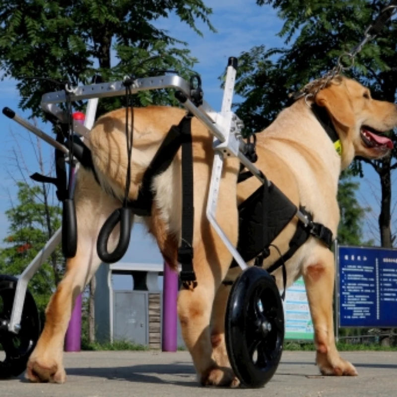 Fauteuil Roulant pour Chien : Redonnez de la Mobilité à Votre Compagnon