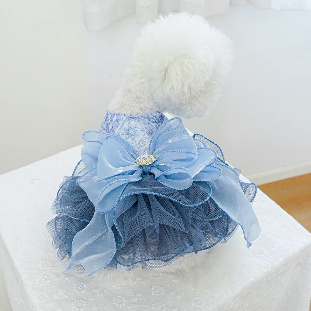 Robe Tulle bleu et étoiles : l'élégance à la chienne