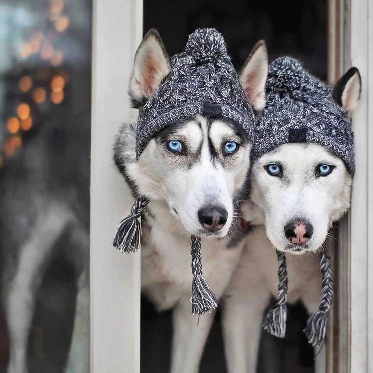 Chapeau d'Hiver Tricoté pour Chien : Le Must-Have Pour les Jours Frais!