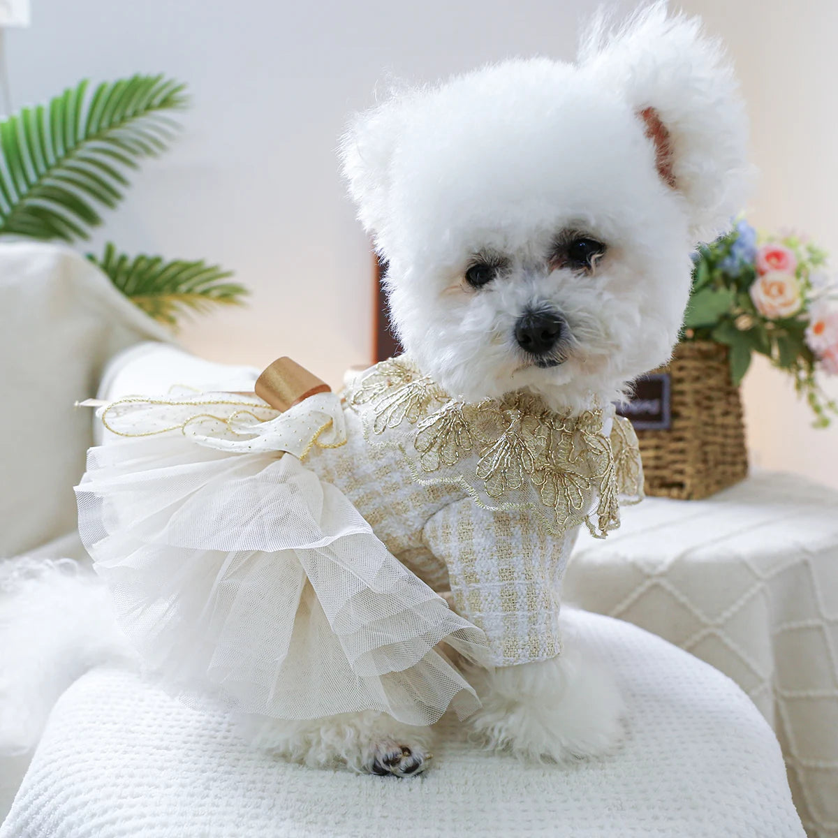 Robe de mariée pour chien : Pour les princesses les plus glamour !