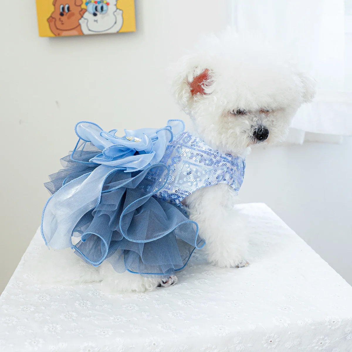 Robe Tulle bleu et étoiles : l'élégance à la chienne